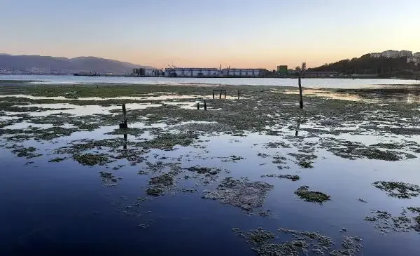 Müsilajın deniz altındaki tahribatı görüntülendi! Altı üstünden daha fena Müsilajın deniz altındaki tahribatı görüntülendi! Altı üstünden daha fena