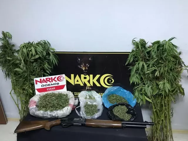 Ödemiş'te 67 kök Hint keneviri ile 500 gram uyuşturucu ele geçirildi Ödemiş'te 67 kök Hint keneviri ile 500 gram uyuşturucu ele geçirildi