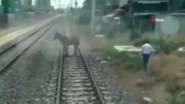 Son dakika haberi... Ölüme terk edilen atı makinistler kurtardı Son dakika haberi... Ölüme terk edilen atı makinistler kurtardı