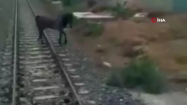 Son dakika haberi... Ölüme terk edilen atı makinistler kurtardı Son dakika haberi... Ölüme terk edilen atı makinistler kurtardı