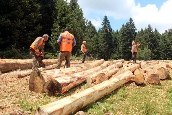 ORMANI GENÇLEŞTİRİYORLAR ORMANI GENÇLEŞTİRİYORLAR