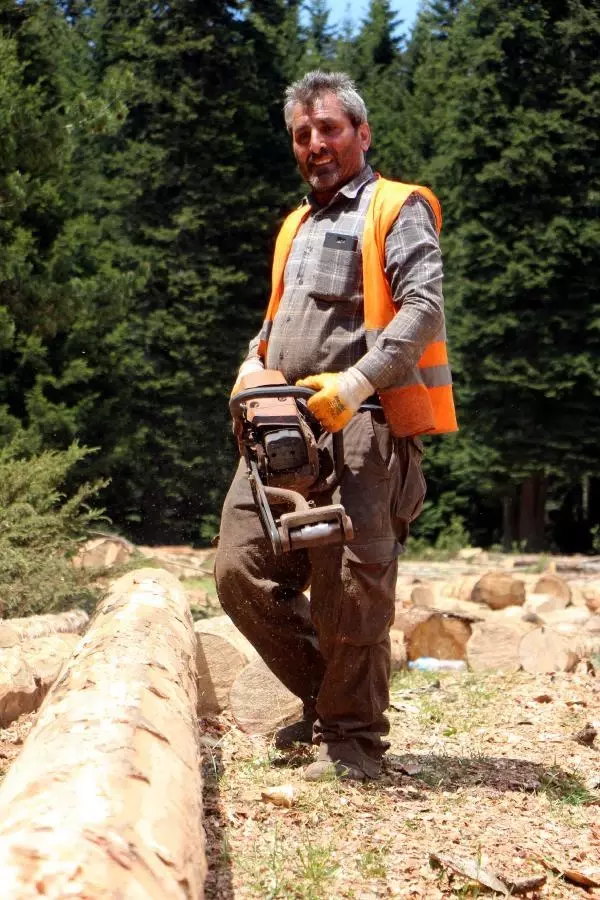 ORMANI GENÇLEŞTİRİYORLAR ORMANI GENÇLEŞTİRİYORLAR