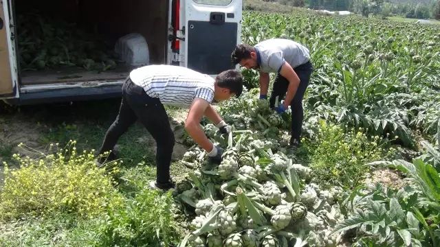 Sakarya'da 'karaciğer dostu' enginarın hasadına başlandı Sakarya'da 'karaciğer dostu' enginarın hasadına başlandı