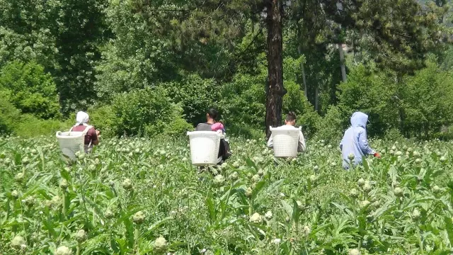 Sakarya'da 'karaciğer dostu' enginarın hasadına başlandı Sakarya'da 'karaciğer dostu' enginarın hasadına başlandı