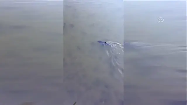 Sakaryalı hayvansever gölde bulduğu yunus yavrusunu kucağında denize taşıdı Sakaryalı hayvansever gölde bulduğu yunus yavrusunu kucağında denize taşıdı