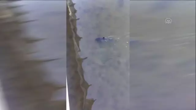 Sakaryalı hayvansever gölde bulduğu yunus yavrusunu kucağında denize taşıdı Sakaryalı hayvansever gölde bulduğu yunus yavrusunu kucağında denize taşıdı