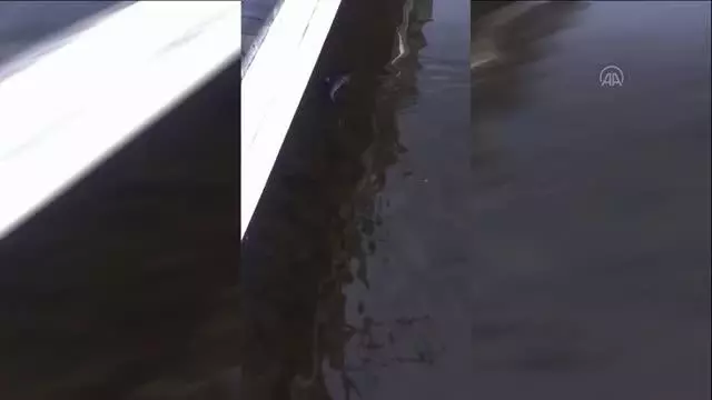 Sakaryalı hayvansever gölde bulduğu yunus yavrusunu kucağında denize taşıdı Sakaryalı hayvansever gölde bulduğu yunus yavrusunu kucağında denize taşıdı