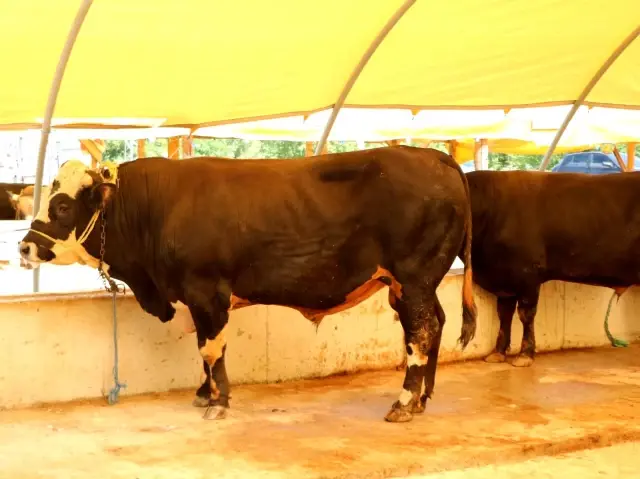 Samsun'da kurbanlık fiyatları belli oldu Samsun'da kurbanlık fiyatları belli oldu