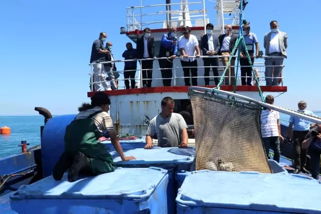 Samsun'da 'Türk somonu' hasadı Samsun'da 'Türk somonu' hasadı