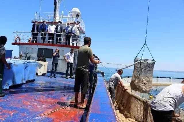 Samsun'da 'Türk somonu' hasadı Samsun'da 'Türk somonu' hasadı