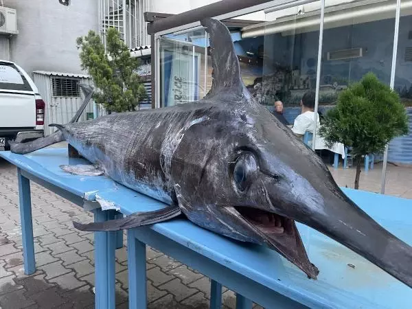Saros Körfezi'nde yakalanan dev kılıç balığı ilgi gördü Saros Körfezi'nde yakalanan dev kılıç balığı ilgi gördü