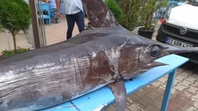 Saros Körfezi'nde yakalanan dev kılıçbalığı ilgi odağı oldu Saros Körfezi'nde yakalanan dev kılıçbalığı ilgi odağı oldu