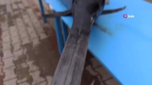 Saros Körfezi'nde yakalanan dev kılıçbalığı ilgi odağı oldu Saros Körfezi'nde yakalanan dev kılıçbalığı ilgi odağı oldu