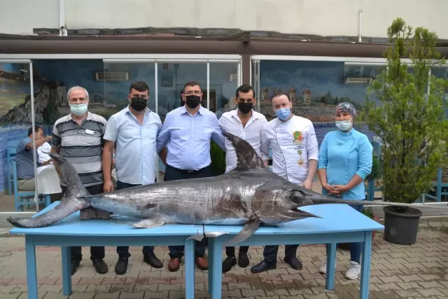 Saros Körfezi'nde yakalanan 3 metrelik kılıç balığını görenler telefona sarıldı Saros Körfezi'nde yakalanan 3 metrelik kılıç balığını görenler telefona sarıldı
