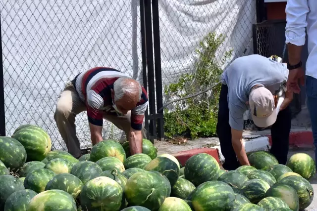 Tarsus Belediyesi, 15 ton karpuzu halka ücretsiz dağıttı Tarsus Belediyesi, 15 ton karpuzu halka ücretsiz dağıttı