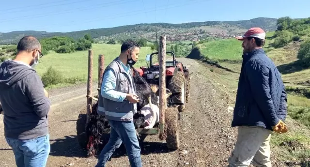 Tavşanlı'da yıldırım düşmesi sonucu 21 küçükbaş hayvan telef oldu Tavşanlı'da yıldırım düşmesi sonucu 21 küçükbaş hayvan telef oldu