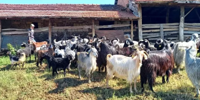 Tavşanlı'da yıldırım düşmesi sonucu 21 küçükbaş hayvan telef oldu Tavşanlı'da yıldırım düşmesi sonucu 21 küçükbaş hayvan telef oldu