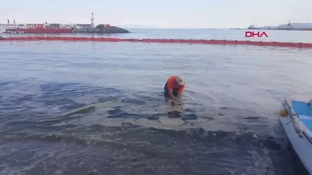 TEKİRDAĞ SAHİLLERİNDE 'MÜSİLAJ' TEMİZLİĞİ SÜRÜYOR TEKİRDAĞ SAHİLLERİNDE 'MÜSİLAJ' TEMİZLİĞİ SÜRÜYOR