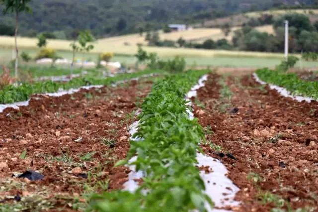 Tescilli 'Kale Biberi' fidanları toprakla buluşturuldu Tescilli 'Kale Biberi' fidanları toprakla buluşturuldu