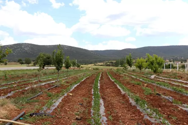 Tescilli 'Kale Biberi' fidanları toprakla buluşturuldu Tescilli 'Kale Biberi' fidanları toprakla buluşturuldu