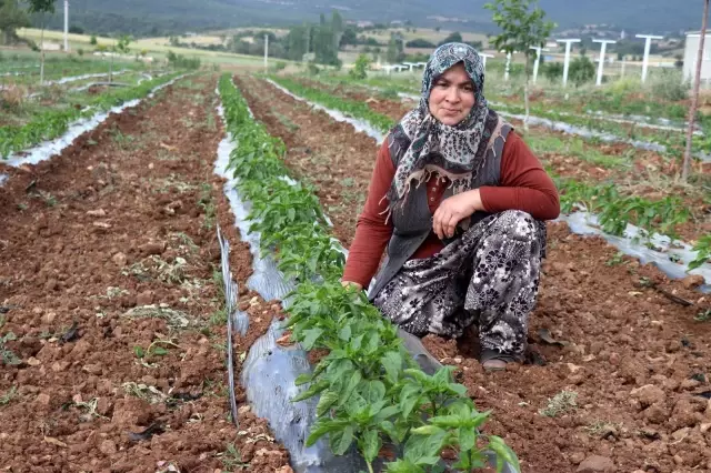 Tescilli 'Kale Biberi' fidanları toprakla buluşturuldu Tescilli 'Kale Biberi' fidanları toprakla buluşturuldu