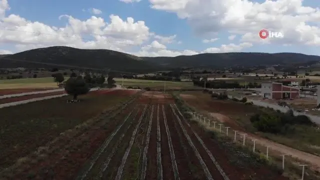 Tescilli 'Kale Biberi' fidanları toprakla buluşturuldu Tescilli 'Kale Biberi' fidanları toprakla buluşturuldu