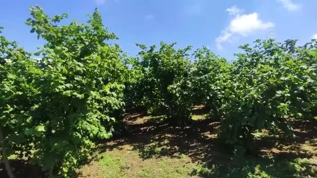 Üreticiler fındık fiyatının açıklanmasını bekliyor Üreticiler fındık fiyatının açıklanmasını bekliyor