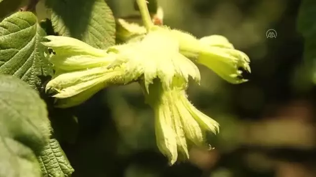Üreticiler fındık fiyatının açıklanmasını bekliyor Üreticiler fındık fiyatının açıklanmasını bekliyor