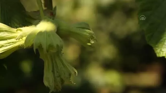 Üreticiler fındık fiyatının açıklanmasını bekliyor Üreticiler fındık fiyatının açıklanmasını bekliyor
