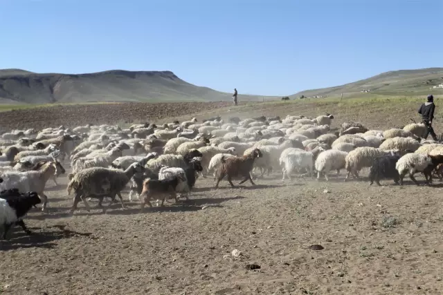 16 besiciye 1600 küçükbaş hayvan desteği sağlandı 16 besiciye 1600 küçükbaş hayvan desteği sağlandı