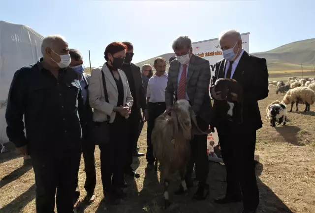 16 besiciye 1600 küçükbaş hayvan desteği sağlandı 16 besiciye 1600 küçükbaş hayvan desteği sağlandı