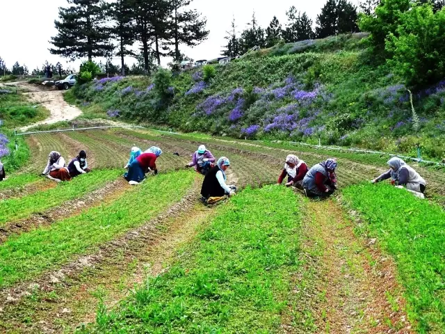 Yabani otları elleriyle tek tek temizliyorlar Yabani otları elleriyle tek tek temizliyorlar