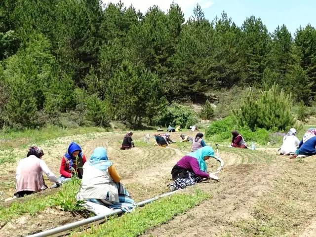 Yabani otları elleriyle tek tek temizliyorlar Yabani otları elleriyle tek tek temizliyorlar
