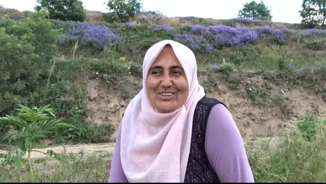 Yabani otları elleriyle tek tek temizliyorlar Yabani otları elleriyle tek tek temizliyorlar