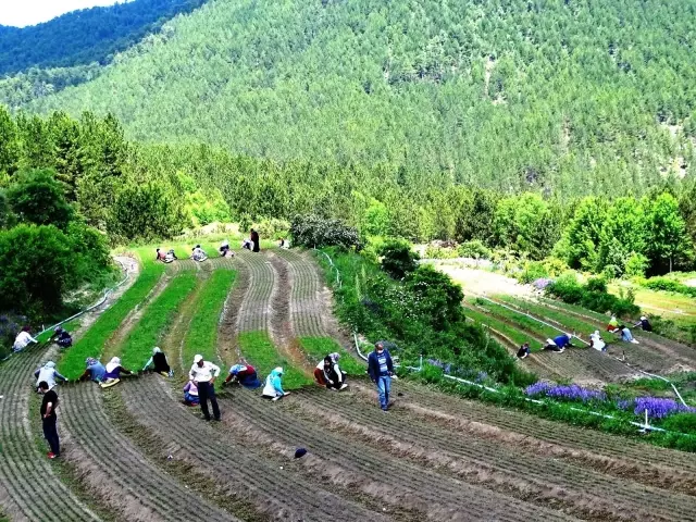 Yabani otları elleriyle tek tek temizliyorlar Yabani otları elleriyle tek tek temizliyorlar