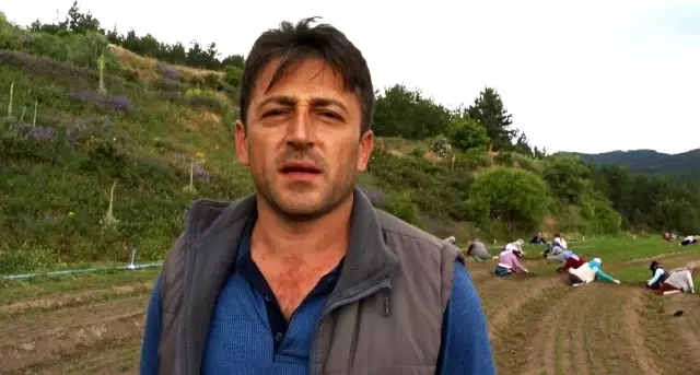 Yabani otları elleriyle tek tek temizliyorlar Yabani otları elleriyle tek tek temizliyorlar