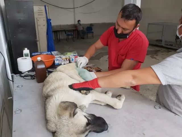 Yalvaç'ta sokak hayvanlarını kısırlaşma işlemi başlatıldı Yalvaç'ta sokak hayvanlarını kısırlaşma işlemi başlatıldı