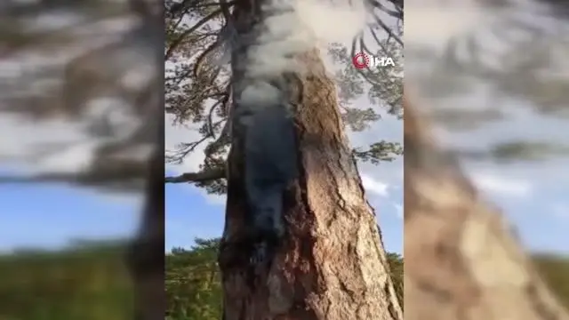Yıldırım düşen asırlık çam ağacı 3 gündür yanıyor Yıldırım düşen asırlık çam ağacı 3 gündür yanıyor