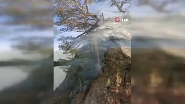 Yıldırım düşen asırlık çam ağacı 3 gündür yanıyor Yıldırım düşen asırlık çam ağacı 3 gündür yanıyor