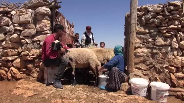 Yılın 3 ayı üretilen peynir için bir yıl önceden sipariş veriliyor Yılın 3 ayı üretilen peynir için bir yıl önceden sipariş veriliyor