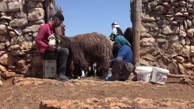 Yılın 3 ayı üretilen peynir için bir yıl önceden sipariş veriliyor Yılın 3 ayı üretilen peynir için bir yıl önceden sipariş veriliyor