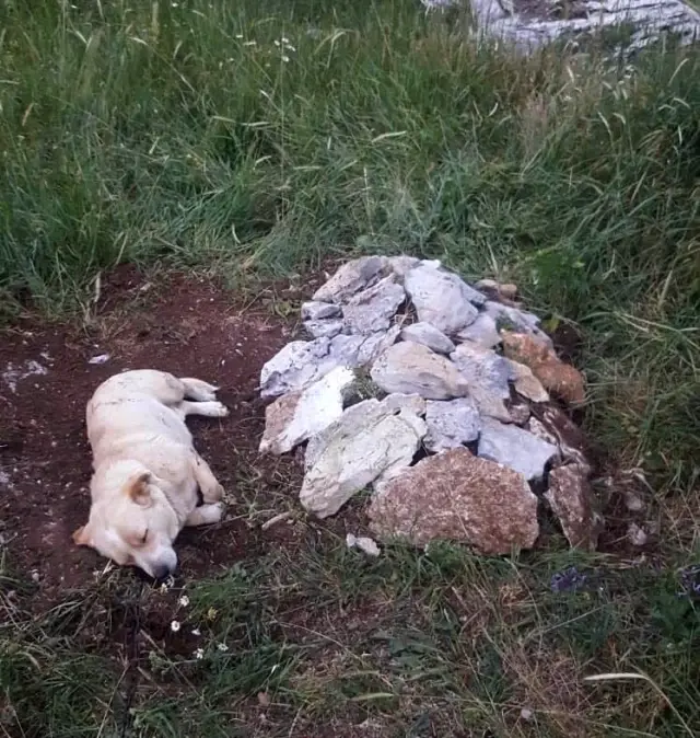 Zehirlenip ölen köpeğin mezarından bir an olsun ayrılmıyor Zehirlenip ölen köpeğin mezarından bir an olsun ayrılmıyor