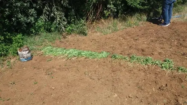 17 kilo kubar esrar ele geçti; 3 kişi gözaltında