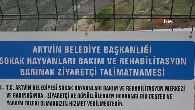 Artvin'de hayvan severler sokak hayvanlarının sesi oldu Artvin'de hayvan severler sokak hayvanlarının sesi oldu