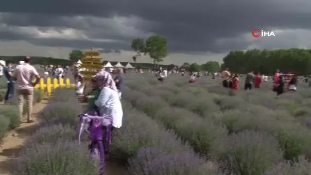 İstanbullulardan Edirne'deki lavanta etkinliğine yoğun ilgi İstanbullulardan Edirne'deki lavanta etkinliğine yoğun ilgi