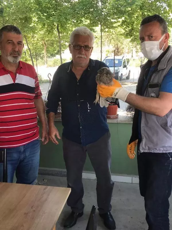 Kargaların saldırısında yaralanan baykuş koruma altında Kargaların saldırısında yaralanan baykuş koruma altında