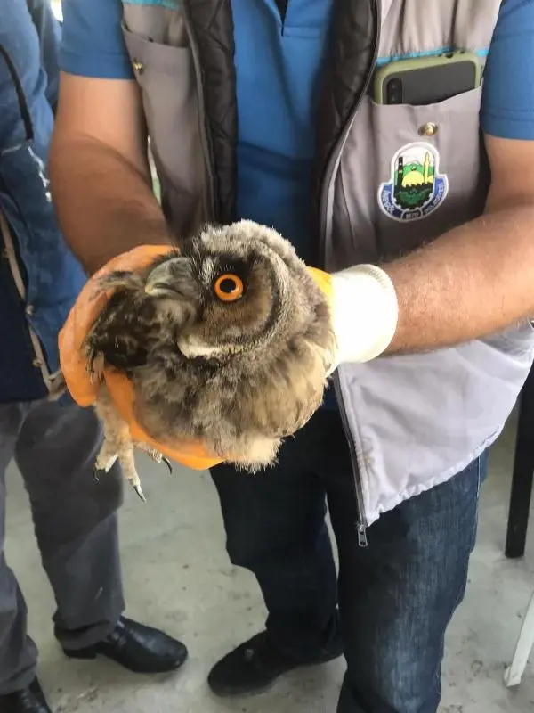 Kargaların saldırısında yaralanan baykuş koruma altında