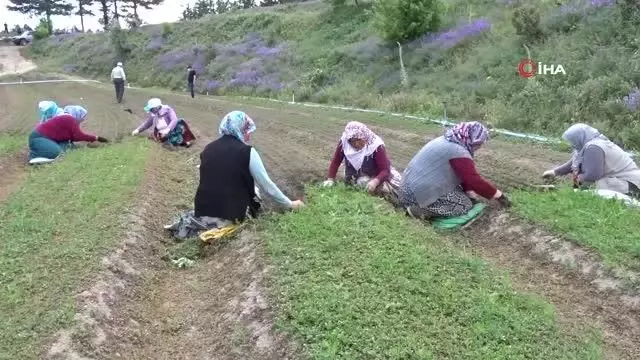 Köylü kadınlar yabani otları elleriyle tek tek temizliyorlar Köylü kadınlar yabani otları elleriyle tek tek temizliyorlar