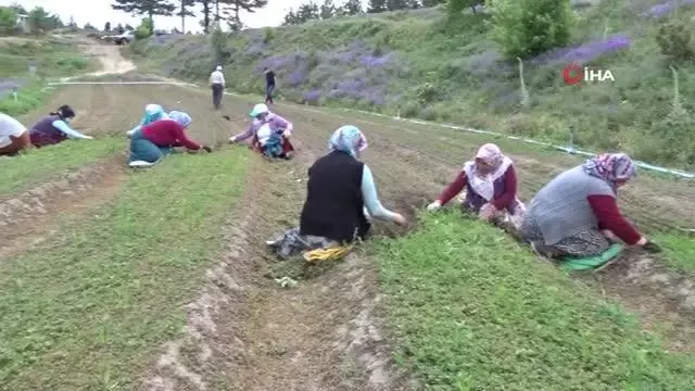 Köylü kadınlar yabani otları elleriyle tek tek temizliyorlar Köylü kadınlar yabani otları elleriyle tek tek temizliyorlar