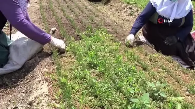 Köylü kadınlar yabani otları elleriyle tek tek temizliyorlar Köylü kadınlar yabani otları elleriyle tek tek temizliyorlar